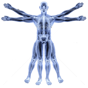 body